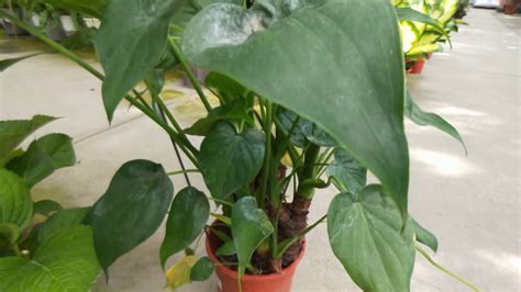 佛手芋開花|Alocasia cucullata 觀葉植物 尖尾姑婆芋(佛手芋)圖鑑